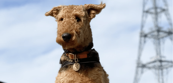 Airedale Terrier dog