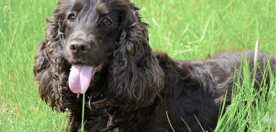 American Water Spaniel dog