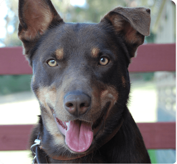 Australian Kelpie dog