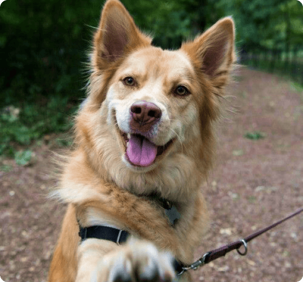 Australian Retriever dog