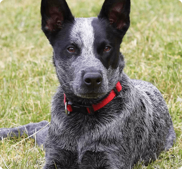 Australian Stumpy Tail Cattle dog