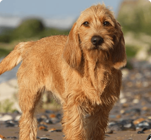 Basset Fauve de Bretagne dog