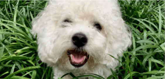 Bichon Frise dog