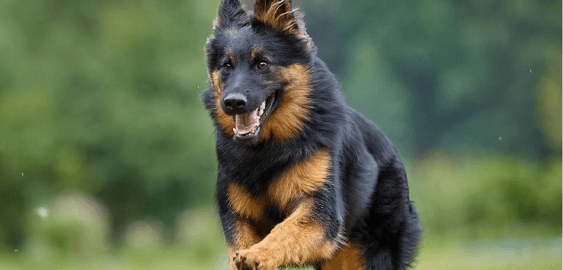 Bohemian Shepherd dog