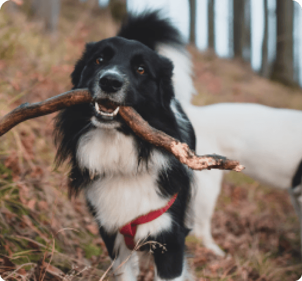 Border Collie dog