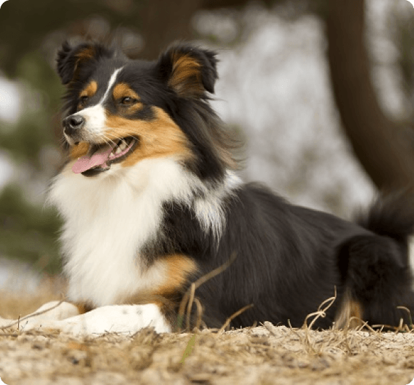 Border Sheepdog dog