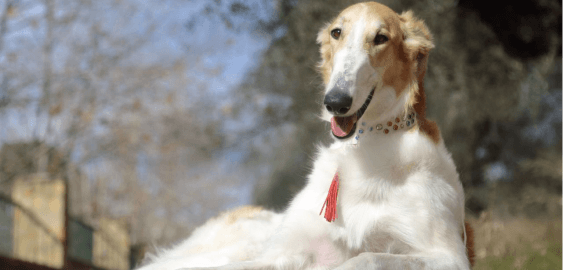 Borzoi dog