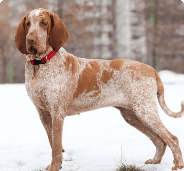 Bracco Italiano dog