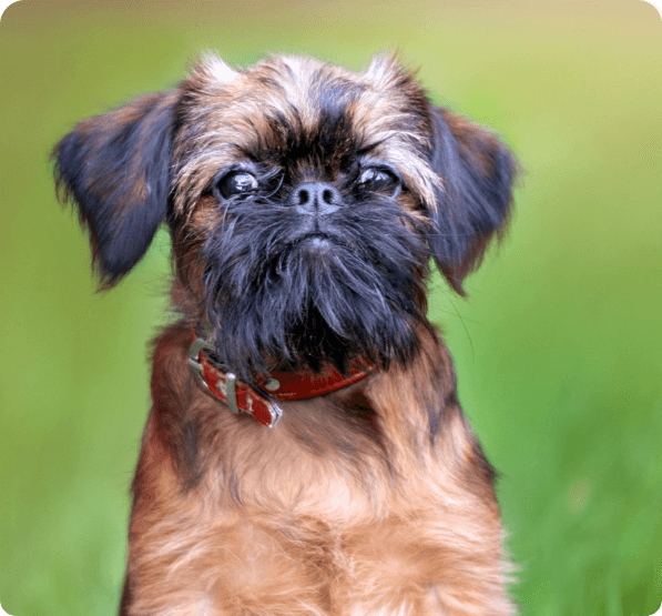 Brussels Griffon dog