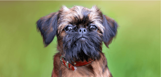 Brussels Griffon dog