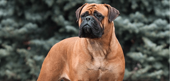 Bullmastiff dog