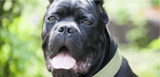 Cane Corso dog