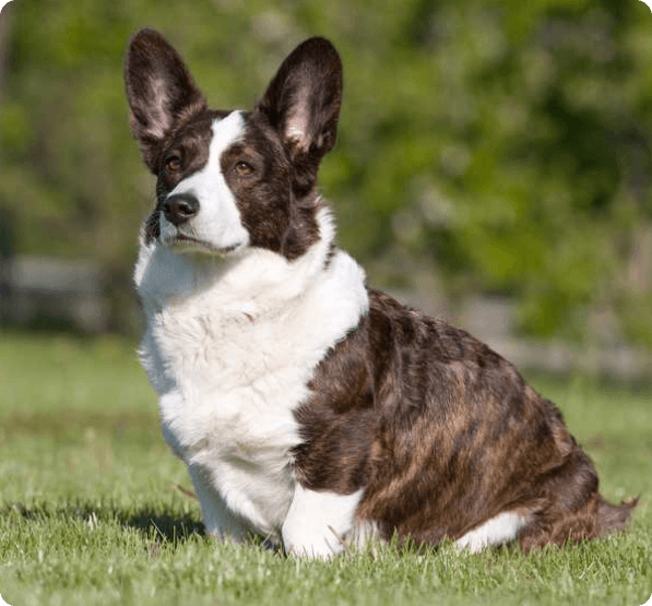 Cardigan Welsh Corgi dog