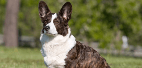 Cardigan Welsh Corgi dog