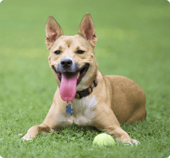 Carolina dog