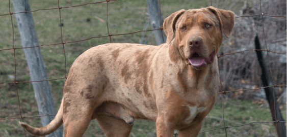 Catahoula Bulldog dog