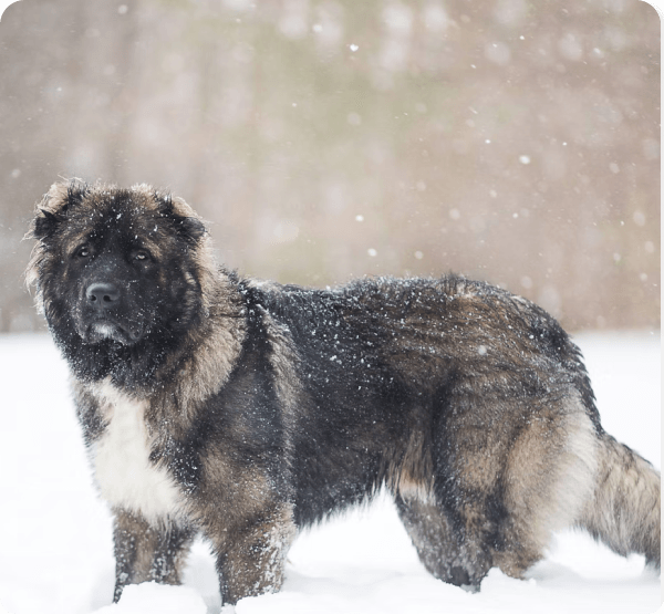 Caucasian Shepherd dog