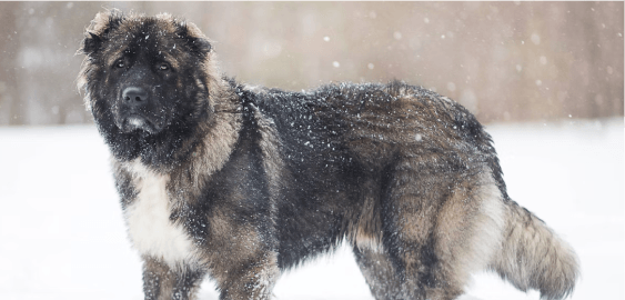 Caucasian Shepherd dog