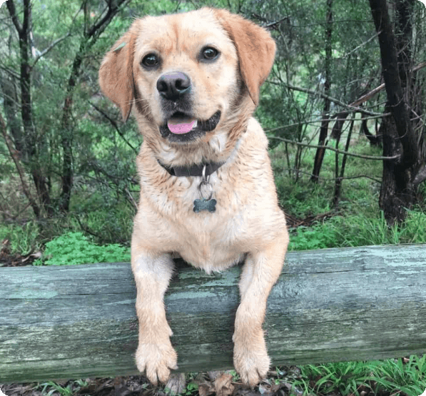 Cavador dog