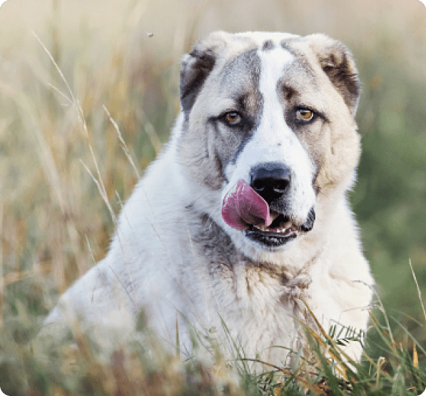 Central Asian Shepherd dog