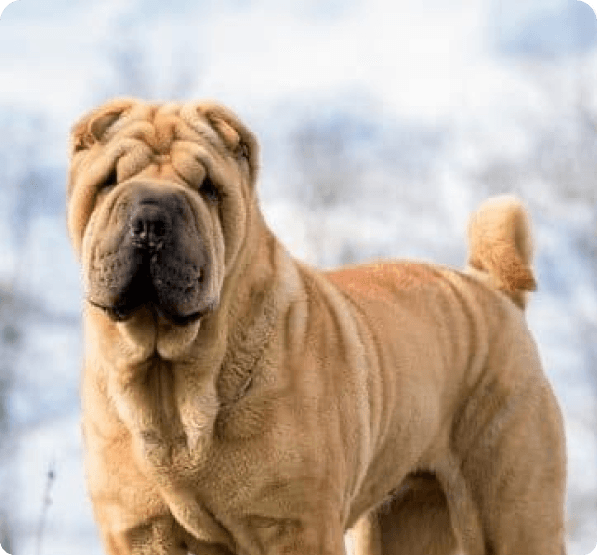 Chinese Shar-Pei dog