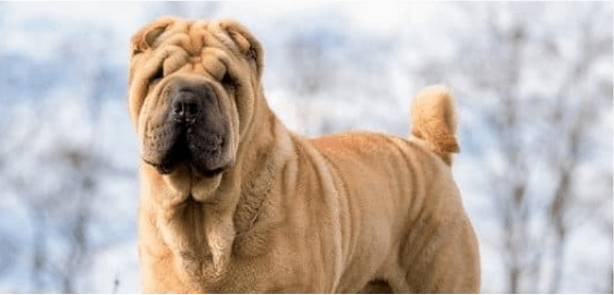 Chinese Shar-Pei dog