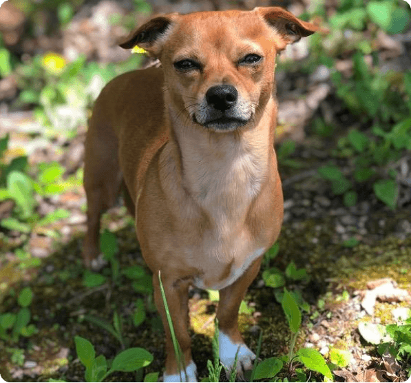 Chiweenie dog