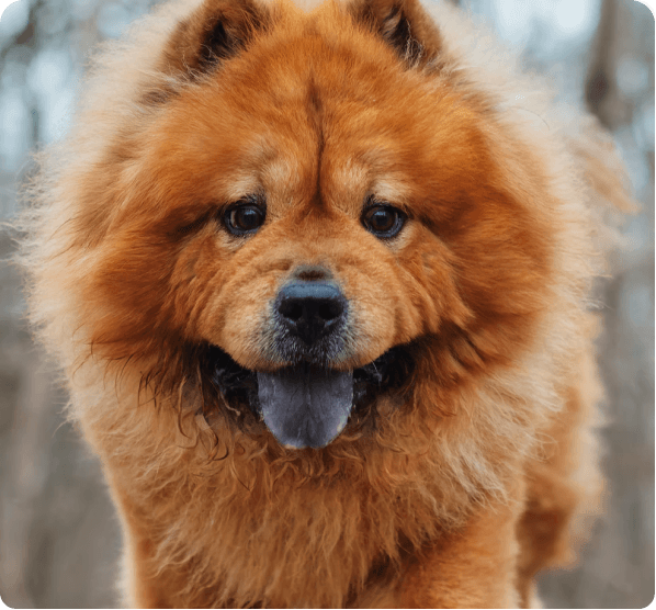 Chow Chow dog