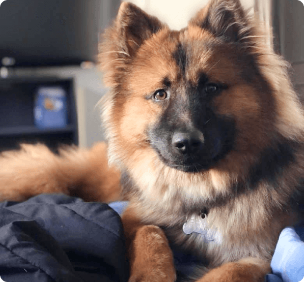 Chow Shepherd dog