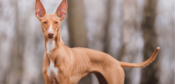 Cirneco dell’Etna dog