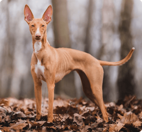 Cirneco dell’Etna dog