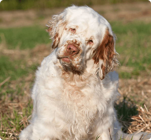 Clumber Spaniel dog