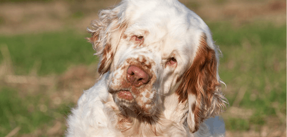 Clumber Spaniel dog