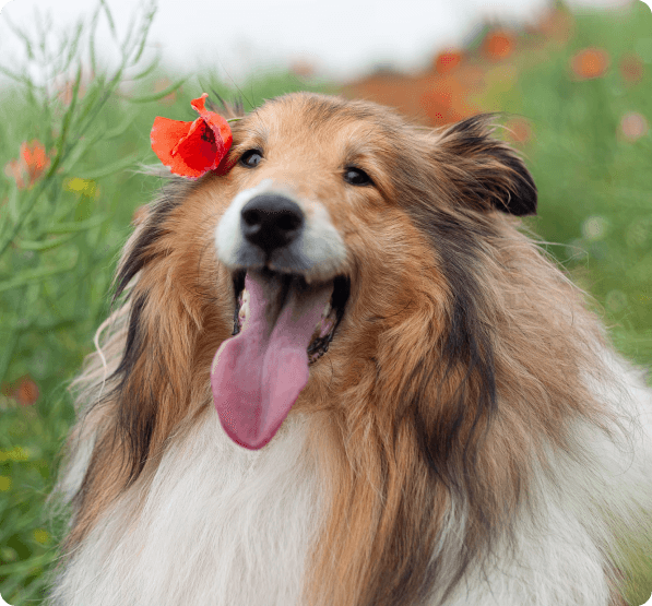 Collie dog