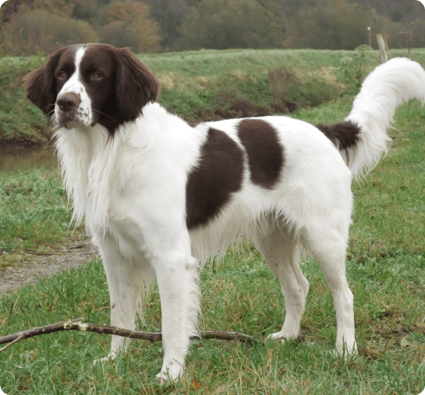 Drentsche Patrijshond dog