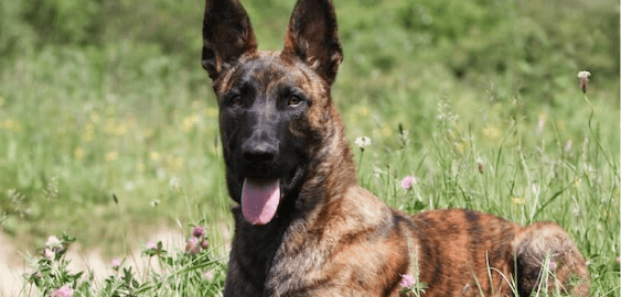 Dutch Shepherd dog