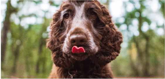 English Cocker Spaniel dog