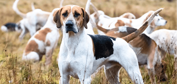 English Foxhound dog