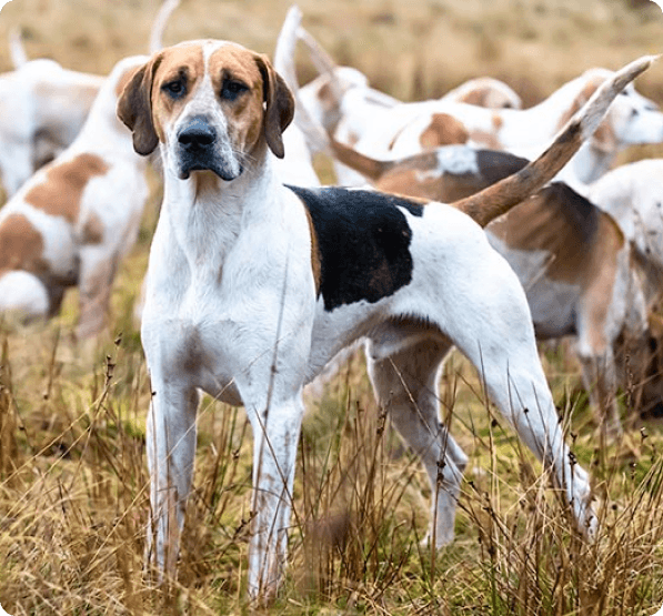 English Foxhound dog