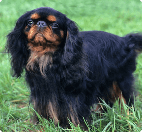 English Toy Spaniel dog