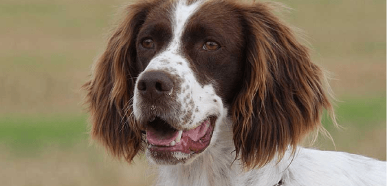 French Spaniel dog