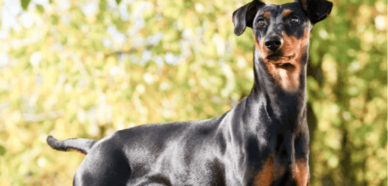 German Pinscher dog