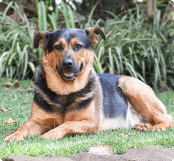 German Shepherd Rottweiler Mix dog