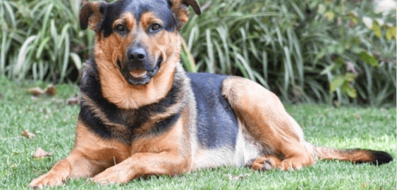 German Shepherd Rottweiler Mix dog