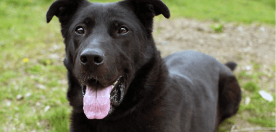 German Sheprador dog