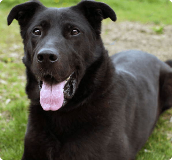 German Sheprador dog