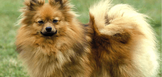 Dogs in Alabama