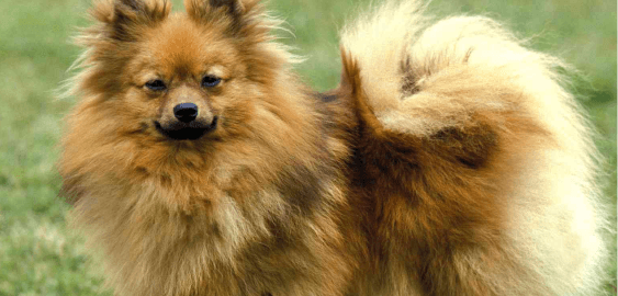 German Spitz dog