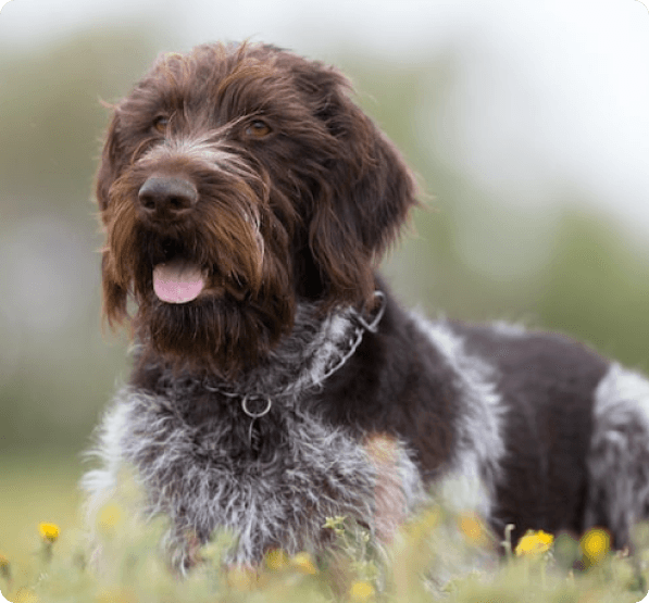 German Wirehaired Pointer dog