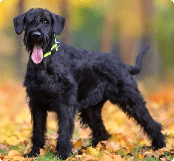 Giant Schnauzer dog